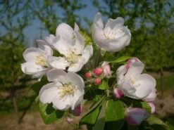 Allegro Ⓢ Malus Domestica 8 Allegro Ⓢ Malus Domestica -Premium-Pflanzenauswahl-Shop allegro2
