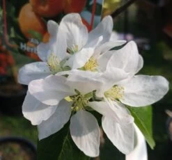 Alkmene Malus Domestica -Premium-Pflanzenauswahl-Shop almene