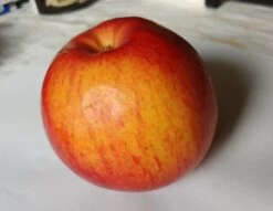 Schöner Aus Nordhausen Malus Domestica `Schöner Aus Nordhausen´ 8 Schöner Aus Nordhausen Malus Domestica `Schöner Aus Nordhausen´ -Premium-Pflanzenauswahl-Shop apFEL