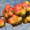 Apistar® Malus Domestica `Apistar´ -Premium-Pflanzenauswahl-Shop apfel sternapi fruechte