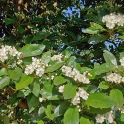Apfeldorn Crataegus Lavallei `Carrierei´ -Premium-Pflanzenauswahl-Shop apfeldorn 2