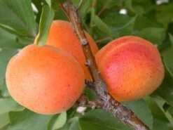 Premium-Pflanzenauswahl-Shop -Premium-Pflanzenauswahl-Shop aprigold2