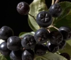 Aronia- Apfelbeere Nero Aronia Prunifolia `Nero´ -Premium-Pflanzenauswahl-Shop aronia nero 600x600