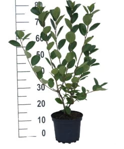 Aronia- Apfelbeere Nero Aronia Prunifolia `Nero´ -Premium-Pflanzenauswahl-Shop aronia neroiiPvXE42DygxM