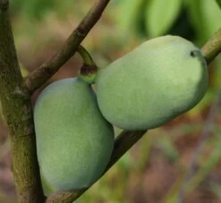 Veredelte Indianerbanane `Mango´ Asimina Triloba `Mango´