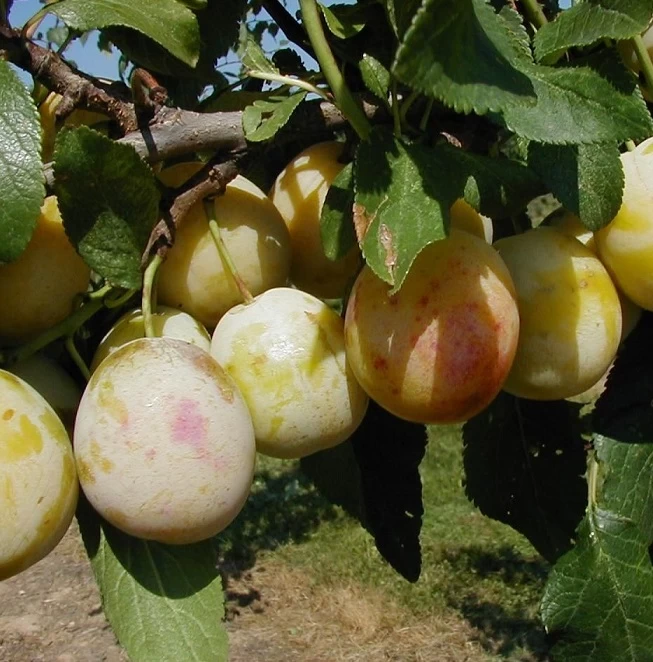 Mirabelle `Bellamira´ ® Prunus Domestica Subsp. Syriaca `Bellamira´ 4 Mirabelle `Bellamira´ ® Prunus Domestica Subsp. Syriaca `Bellamira´ – Bild 2