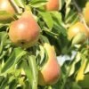 Harrow SweetⓈ Pyrus Communis `Harrow Sweet´ -Premium-Pflanzenauswahl-Shop birne harrow sweet fruechte