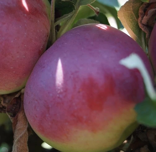 Säulenapfel `McIntosh Wijcik´ Malus Domestica `Wijcik´ 3 Säulenapfel `McIntosh Wijcik´ Malus Domestica `Wijcik´