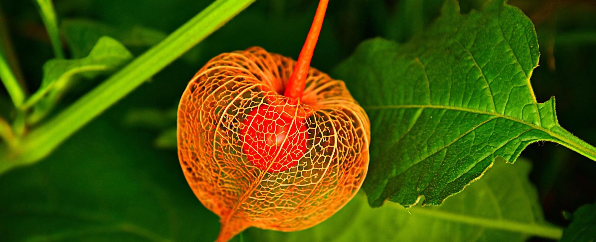 Premium-Pflanzenauswahl-Shop -Premium-Pflanzenauswahl-Shop bladder cherry 3699126 1920