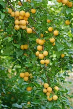 Kirschpflaume Prunus Cerasifera -Premium-Pflanzenauswahl-Shop botanikfoto 502360 RF WEB