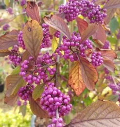 Schönfrucht, Liebesperlenstrauch Callicarpa Bodinieri `Profusion´ -Premium-Pflanzenauswahl-Shop callicarpa