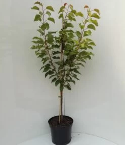 Kompakt Wachsende Aprikose `CompactaⓇ´ Prunus Armeniaca `Compacta´ 10 Kompakt Wachsende Aprikose `CompactaⓇ´ Prunus Armeniaca `Compacta´ -Premium-Pflanzenauswahl-Shop compacta