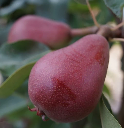 Säulenbirne `Decora´ (zweijährig) Pyrus Communis `Decora´ 4 Säulenbirne `Decora´ (zweijährig) Pyrus Communis `Decora´ – Bild 2