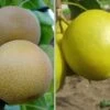Duo-Nashibaum, Nijiseiki & Kosui Pyrus Pyrifolia -Premium-Pflanzenauswahl-Shop duo nashi