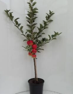 Elstar ® Malus Domestica -Premium-Pflanzenauswahl-Shop elstar bscuhbaum