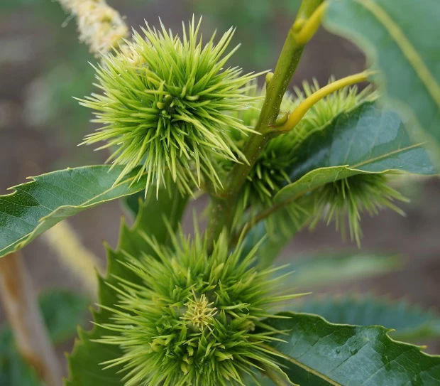 Ecker 1 - Selbstfruchtbare Esskastanie Castanea Sativa `Ecker1´ 4 Ecker 1 - Selbstfruchtbare Esskastanie Castanea Sativa `Ecker1´ – Bild 2