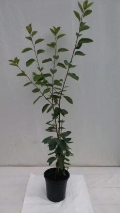 Prince William-Großfruchtige Felsenbirne Amelanchier `Prince William´ -Premium-Pflanzenauswahl-Shop fELSENBIRNE 600x600