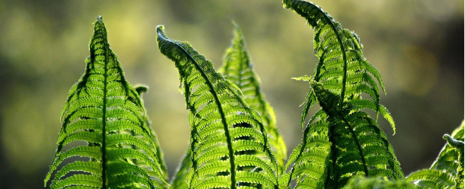 Premium-Pflanzenauswahl-Shop -Premium-Pflanzenauswahl-Shop ferns 1379020 1920