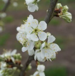 Hanita ® Prunus Domestica `Hanita -Premium-Pflanzenauswahl-Shop hanita bl te