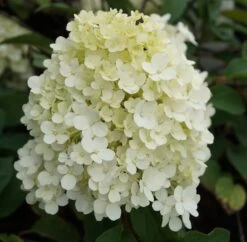 Rispenhortensie `Bobo®´ Hydrangea Paniculata `Bobo´ -Premium-Pflanzenauswahl-Shop hortensie bobo1