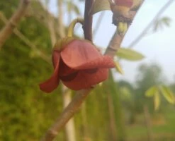 Veredelte Indianerbanane (Paw Paw) `Susquehanna ®´ Asimina Triloba `Susquehanna´ -Premium-Pflanzenauswahl-Shop indianaerbanane bl te