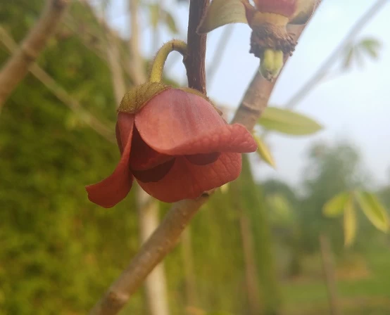 Indianerbanane (Paw Paw) Asimina Triloba 3 Indianerbanane (Paw Paw) Asimina Triloba – Bild 2