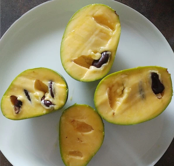 Veredelte Indianerbanane `Allegheny´® Peterson Pawpaws® Asimina Triloba `Allegheny´ 4 Veredelte Indianerbanane `Allegheny´® Peterson Pawpaws® Asimina Triloba `Allegheny´ – Bild 2