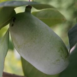 Veredelte Indianerbanane (Paw Paw) `Prima 1216´ (40-60cm) Asimina Triloba `Prima 1216´ 8 Veredelte Indianerbanane (Paw Paw) `Prima 1216´ (40-60cm) Asimina Triloba `Prima 1216´ -Premium-Pflanzenauswahl-Shop indianerbanane43 1