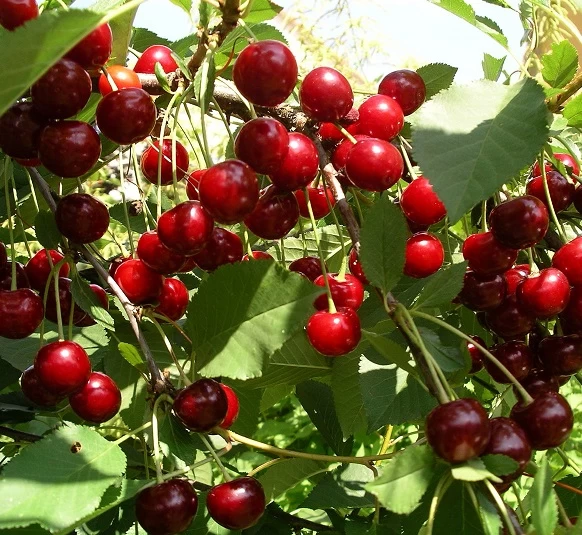 Sauerkirsche `Jade´ (S), Wurzelecht (kleinbleibend) Prunus Cerasus `Jade´ 3 Sauerkirsche `Jade´ (S), Wurzelecht (kleinbleibend) Prunus Cerasus `Jade´