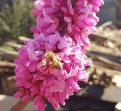 Judasbaum Cercis Siliquastrum 11 Judasbaum Cercis Siliquastrum -Premium-Pflanzenauswahl-Shop judasbaum mit biene 3UmROOMoGkmKP3