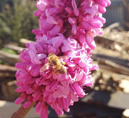 Judasbaum Cercis Siliquastrum 7 Judasbaum Cercis Siliquastrum – Bild 5