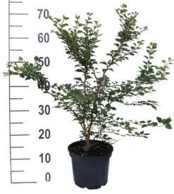 Zwerg-Zierkirsche `Kojou-no-mai´ Prunus Incisa `Kojou-no-mai´ -Premium-Pflanzenauswahl-Shop kojou no mai weiss