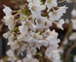 Zwerg-Zierkirsche `Kojou-no-mai´ Prunus Incisa `Kojou-no-mai´ -Premium-Pflanzenauswahl-Shop kojou no mai2