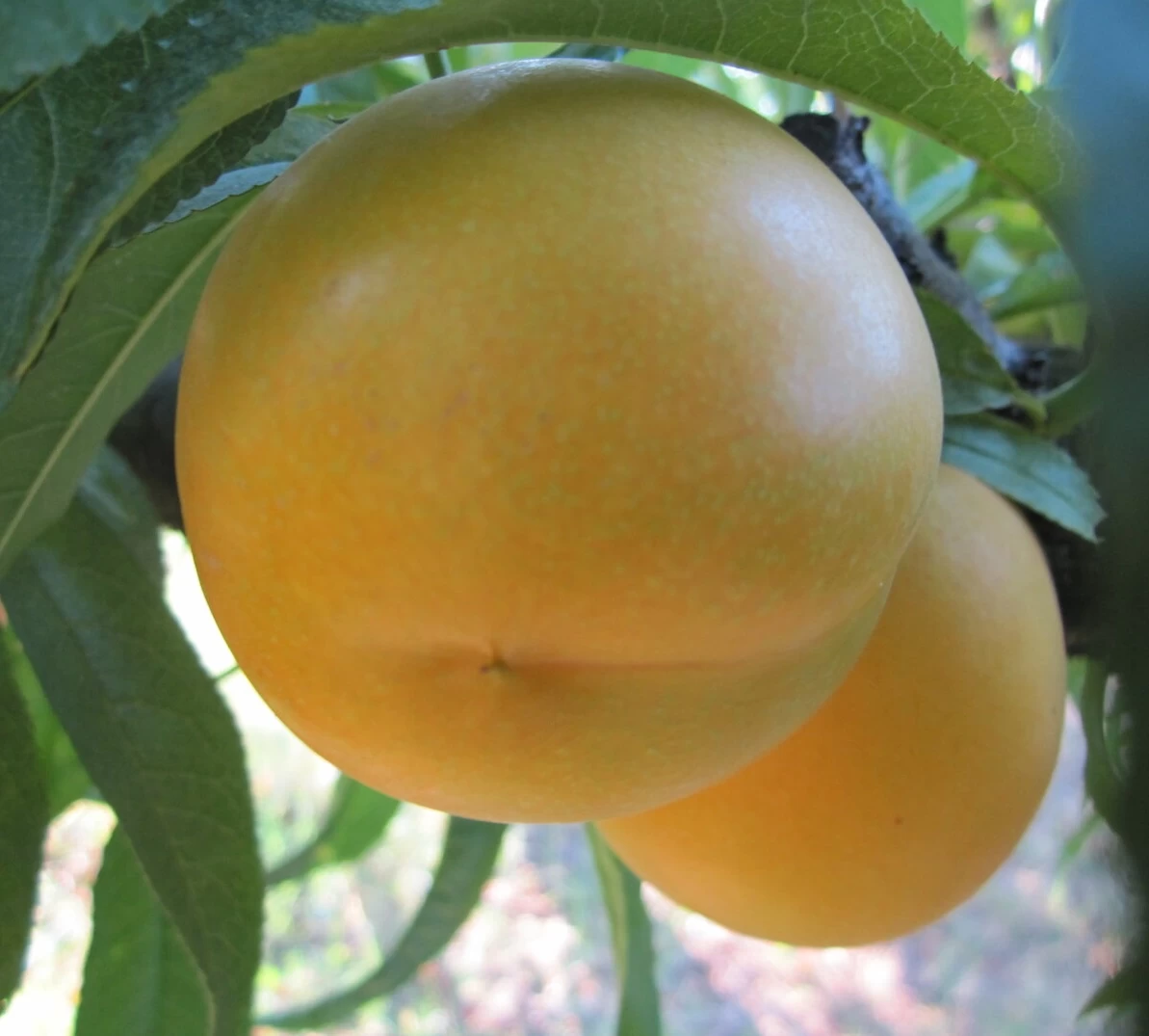 Honig-Nektarine `Bellarina´ Prunus Nucipersica `Bellarina´ 3 Honig-Nektarine `Bellarina´ Prunus Nucipersica `Bellarina´