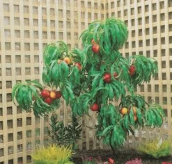 Zwergnektarine `Rubis® Necta ZeeⓈ´ Prunus Nucipersica 8 Zwergnektarine `Rubis® Necta ZeeⓈ´ Prunus Nucipersica -Premium-Pflanzenauswahl-Shop nektarine necta zee rubis baum