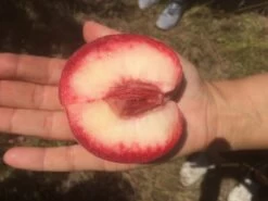 Säulen-Pfirsich `Ellora´ Prunus Persica `Ellora´ -Premium-Pflanzenauswahl-Shop pfirsich ellora frucht1