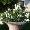 Zwerg-Gartenjasmin `Little White Love´ Philadelphus Coronarius -Premium-Pflanzenauswahl-Shop philadelphus little white love 3