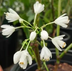 Rispen-Pimpernuss Staphylea Pinnata -Premium-Pflanzenauswahl-Shop pimpernuss2