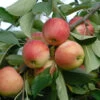 Rebella ® Malus Domestica -Premium-Pflanzenauswahl-Shop rebellas