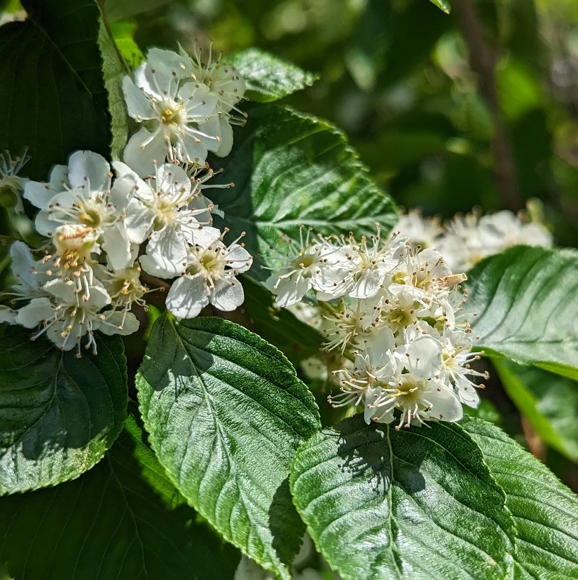 Erlenblättrige Eberesche `Red Bird´ Sorbus Alnifolia `Red Bird´ 5 Erlenblättrige Eberesche `Red Bird´ Sorbus Alnifolia `Red Bird´ – Bild 3
