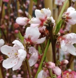 Pfirsich Red Haven Prunus Persica `Red Haven´ -Premium-Pflanzenauswahl-Shop red haven bl te