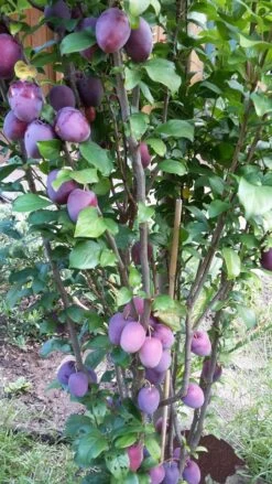 Rote Säulen-Mirabelle `Ruby´ Wurzelnackt Prunus Domestica Subsp. Syriaca `Ruby´ -Premium-Pflanzenauswahl-Shop ruby2a0Cx9InYDY0Pl