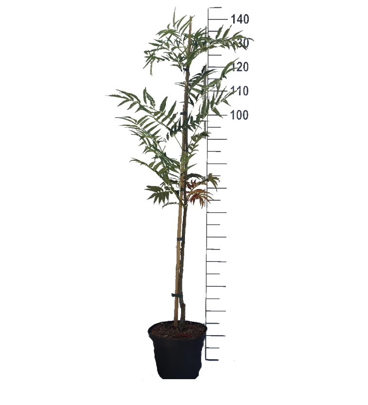 Eberesche `Dodong´ Sorbus Conmixta `Dodong´ 4 Eberesche `Dodong´ Sorbus Conmixta `Dodong´ – Bild 2