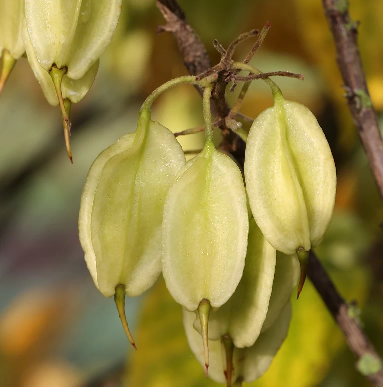 Kolchische Pimpernuss Staphylea Colchica 3 Kolchische Pimpernuss Staphylea Colchica