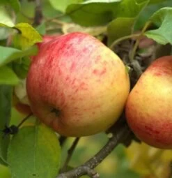 Topaz ® Malus Domestica -Premium-Pflanzenauswahl-Shop topaz 1