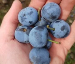 Zibarte Voraussichtlich Ab Juni/Juli Wieder Verfügbar -Premium-Pflanzenauswahl-Shop zibarte 22