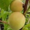 Honigpfirsich `Honeysun®´ Prunus Persica `Honeysun´ 1 Honigpfirsich `Honeysun®´ Prunus Persica `Honeysun´ -Premium-Pflanzenauswahl-Shop zierpfirsich fruchtXZbYapVdmRotk
