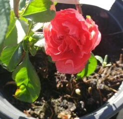 Zierquitte `Pink Storm´ Chaenomeles Japonica `Pink Storm´ -Premium-Pflanzenauswahl-Shop zierquitte chaenomeles pink storm