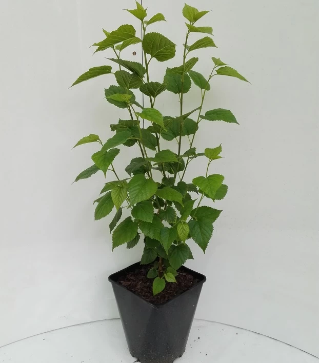 Kompakt Wachsende Maulbeere `Mulle´ Morus Acidosa `Mulle´ 4 Kompakt Wachsende Maulbeere `Mulle´ Morus Acidosa `Mulle´ – Bild 2