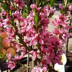 Zwergnektarine `Nectarella´ Prunus Nucipersica -Premium-Pflanzenauswahl-Shop zwergnektarine